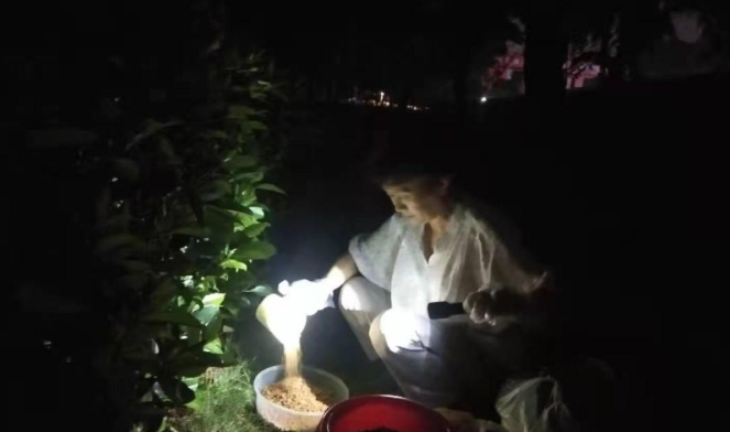小猫跑进富人区被打断腿，死前爬回救助人身边，只为看她最后一眼