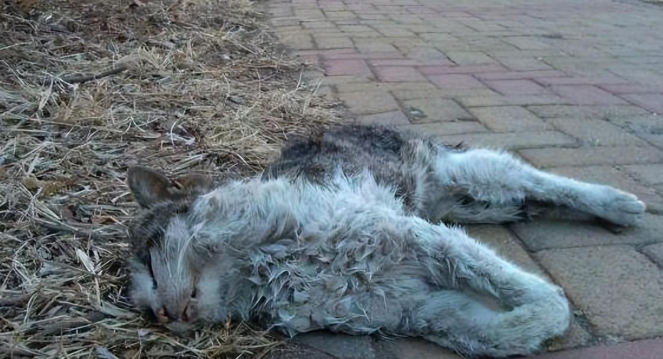 小猫跑进富人区被打断腿，死前爬回救助人身边，只为看她最后一眼