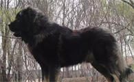 高加索犬是最大的狗吗