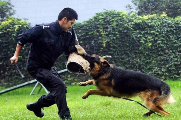 德牧是大型犬吗 德牧是大型犬吗