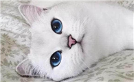 猫可以吃奶油吗