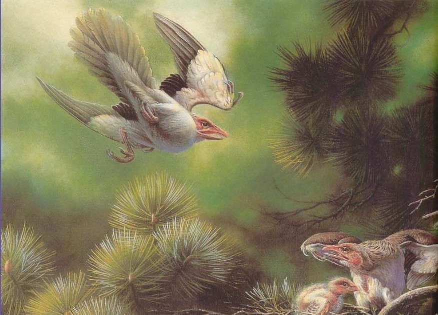 轰动古生物界的“龙城鸟”长什么样,今天为你揭秘! 轰动古生物界的“龙城鸟”长什么样,今天为你揭秘!