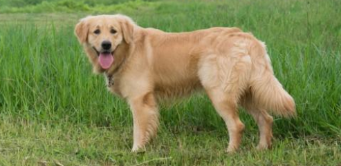 三个月金毛犬长什么样 三个月金毛犬长什么样