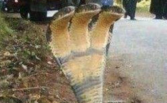 世界上有三头蛇吗