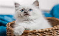 猫肛门红肿怎么办用什么药