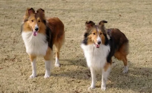 养一只苏牧犬一个月开销多少
