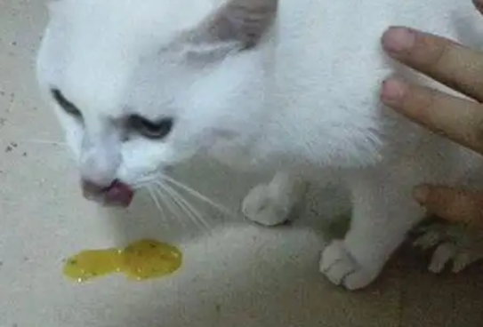 猫咪呕吐黄色液体是怎么回事吃什么药