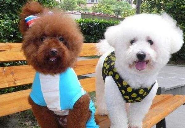 比熊犬和泰迪哪个好养