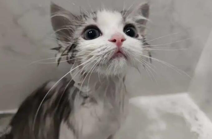 猫猫多长时间洗一次澡最好