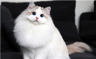 布偶猫成年后牙齿多长