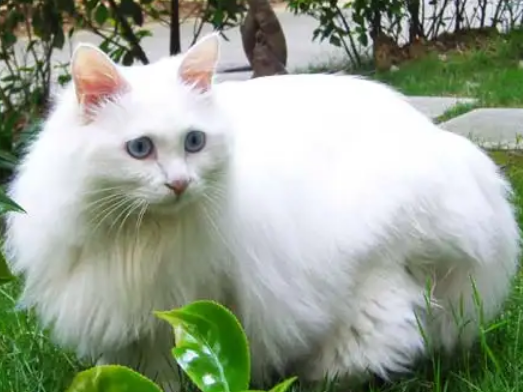 为什么不能养狮子猫 为什么不能养狮子猫