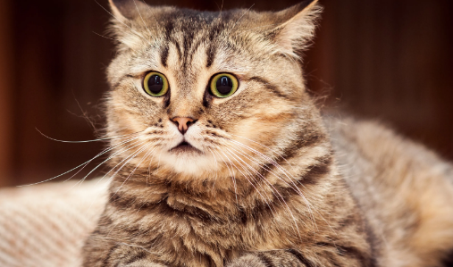 揭晓猫咪呼噜声的秘密，原来猫咪打呼噜是表达这个意思呀！