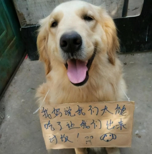 一身“土豪”装的金毛街边乞讨:给点钱吃肉肉,路人纷纷慷慨解囊 一身“土豪”装的金毛街边乞讨:给点钱吃肉肉,路人纷纷慷慨解囊