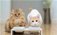 猫可以喝藿香正气水吗
