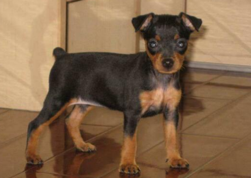 小鹿犬最怕什么