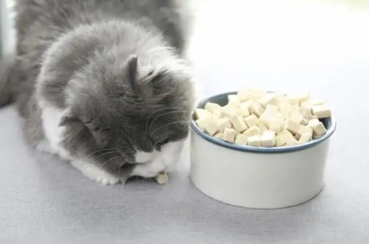 猫咪补血吃什么食物最好最快 猫咪补血吃什么食物最好最快