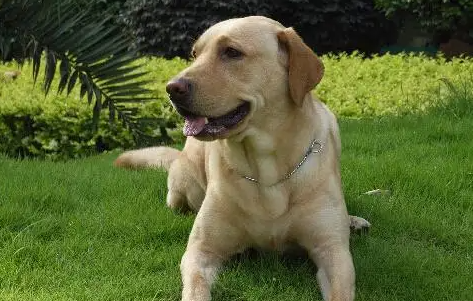 拉布拉多犬身上长疙瘩怎么回事