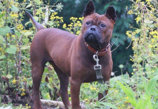 川东猎犬幼犬哪里有卖 川东猎犬幼犬哪里有卖