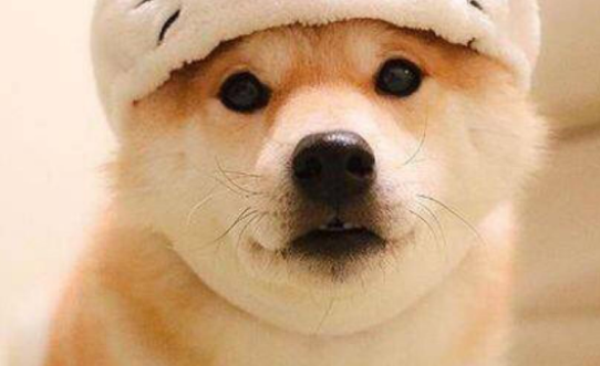 柴犬和秋田犬哪个贵 柴犬和秋田犬哪个贵