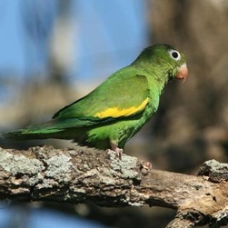 非常容易饲养的黄翅鹦鹉你心动了吗