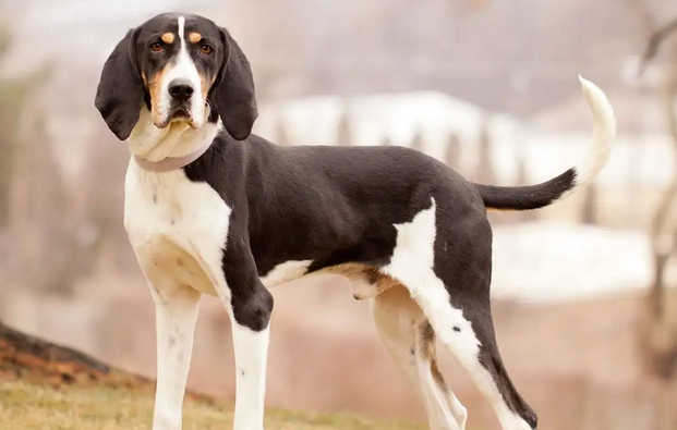 浣熊猎犬是猎犬吗 浣熊猎犬是猎犬吗