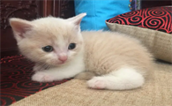 猫驱虫后还有跳蚤可以再驱一次吗