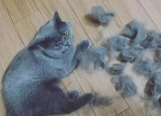 猫脱毛很严重怎么办呢