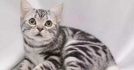 养一只美短猫一个月开销多少