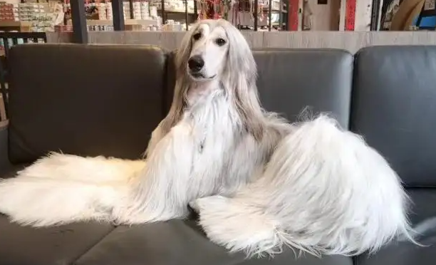 阿富汗猎犬价格多少钱一只