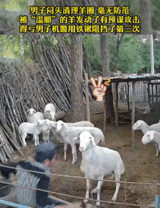 羊“看上”男子，将男子撞翻在地，羊胆小怕事，它为何要撞人？