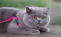 英短蓝猫属于大型猫吗