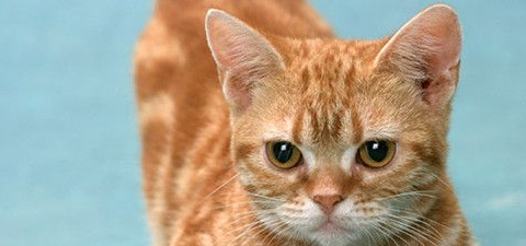 猫胎盘在体内多久有危险