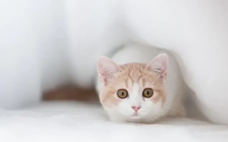 猫吃哪款猫粮可以长胖的快一点