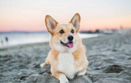 快来看看柯基属于什么体型的犬种？