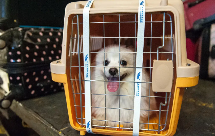 宠物托运平台哪个便宜