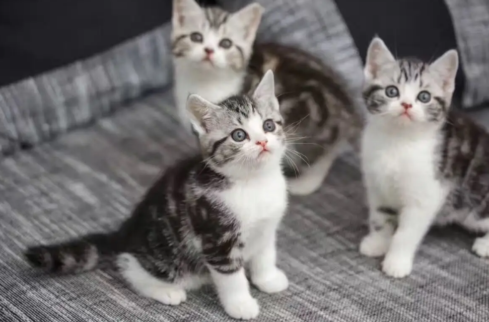猫一直舔嘴巴是怎么回事呢 猫一直舔嘴巴是怎么回事呢