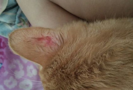 猫身上有红色的小血点怎么回事 猫身上有红色的小血点怎么回事
