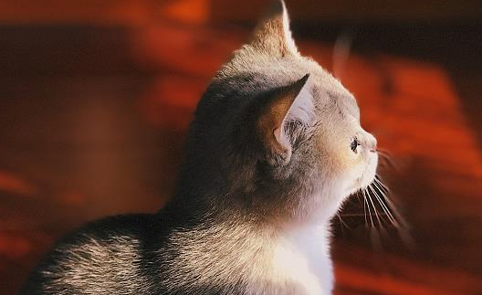 猫是怎么得猫癣的呢