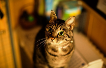 猫咪流产后肚子里还有活的吗 猫咪流产后肚子里还有活的吗