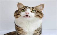 十天后猫没死人安全吗