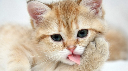 猫咪睡觉尾巴摇来摇去是什么意思