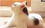 猫咪身上有凸起的包怎么回事