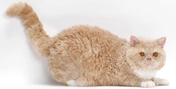 塞尔凯克卷毛猫和德文哪个好