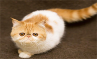 加菲猫价格多少钱一只