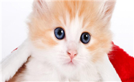 小猫能喝纯牛奶吗