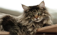 缅因猫怎么分辨是不是串