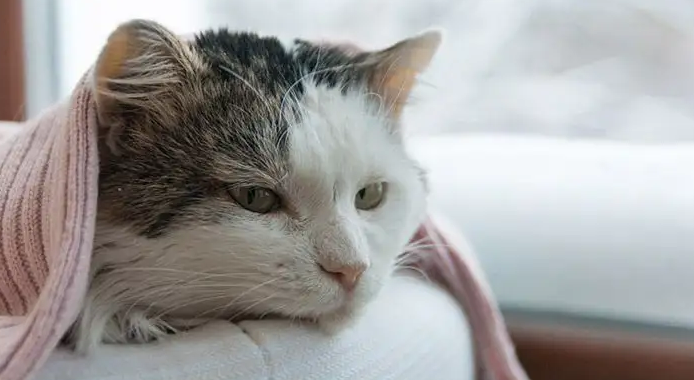猫猫不吃饭不喝水怎么办