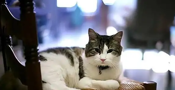 不想养猫感觉快崩溃了