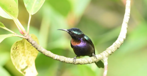 铜喉花蜜鸟有什么特点?感兴趣的了解一下吧!