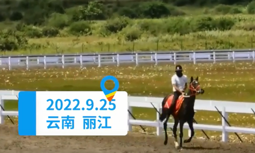 价值28万纯血马在丽江“走失” 运动员发文求助